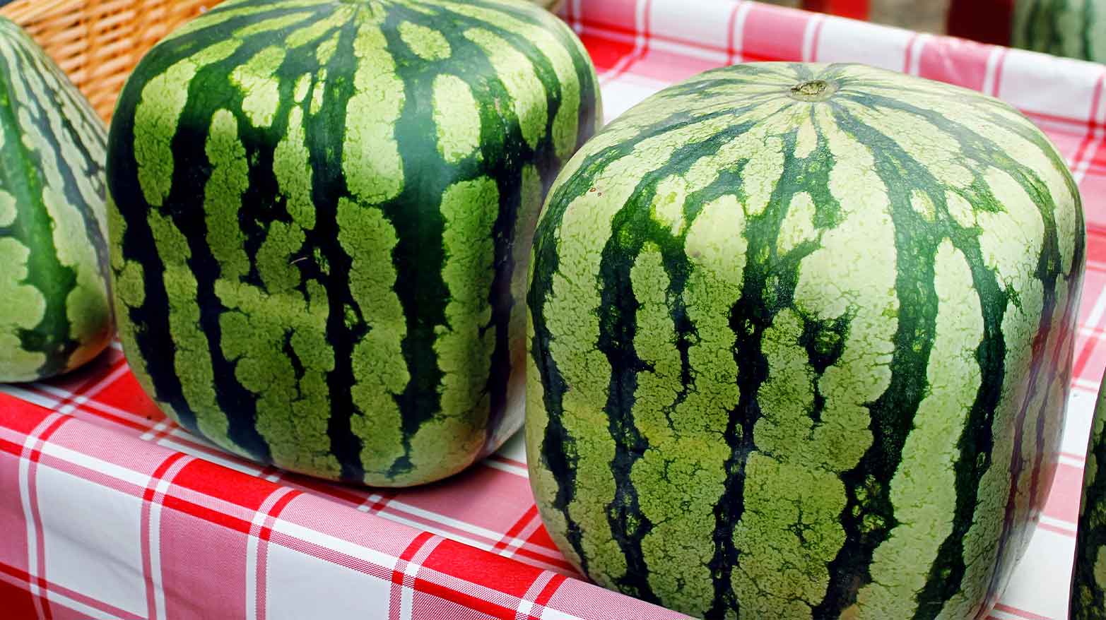 Japan grows square watermelons.