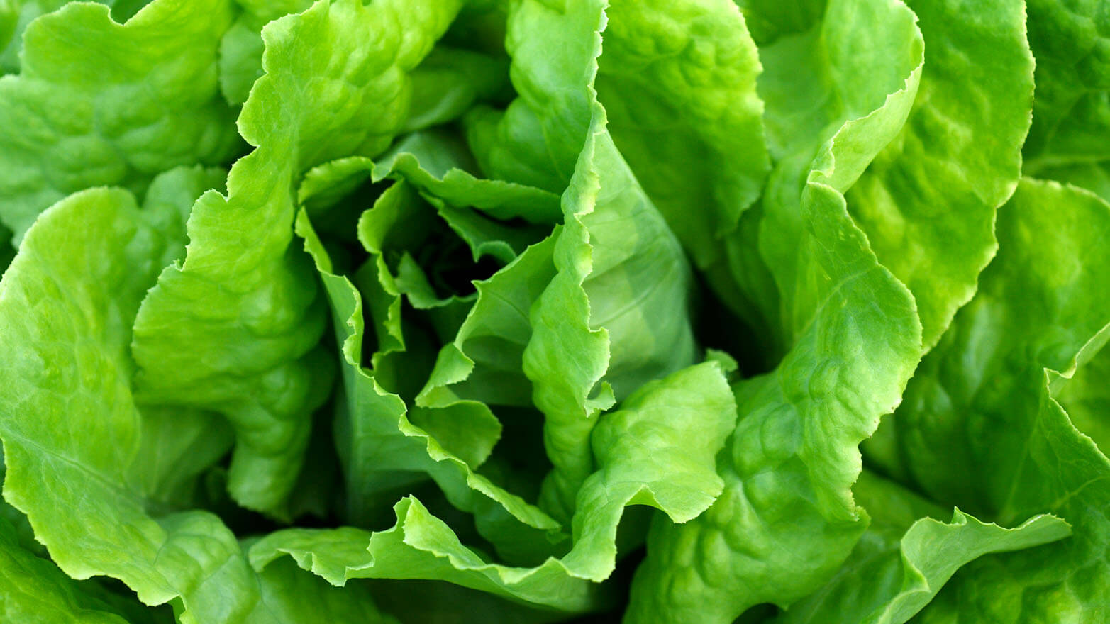 Lettuce summer vegetable.