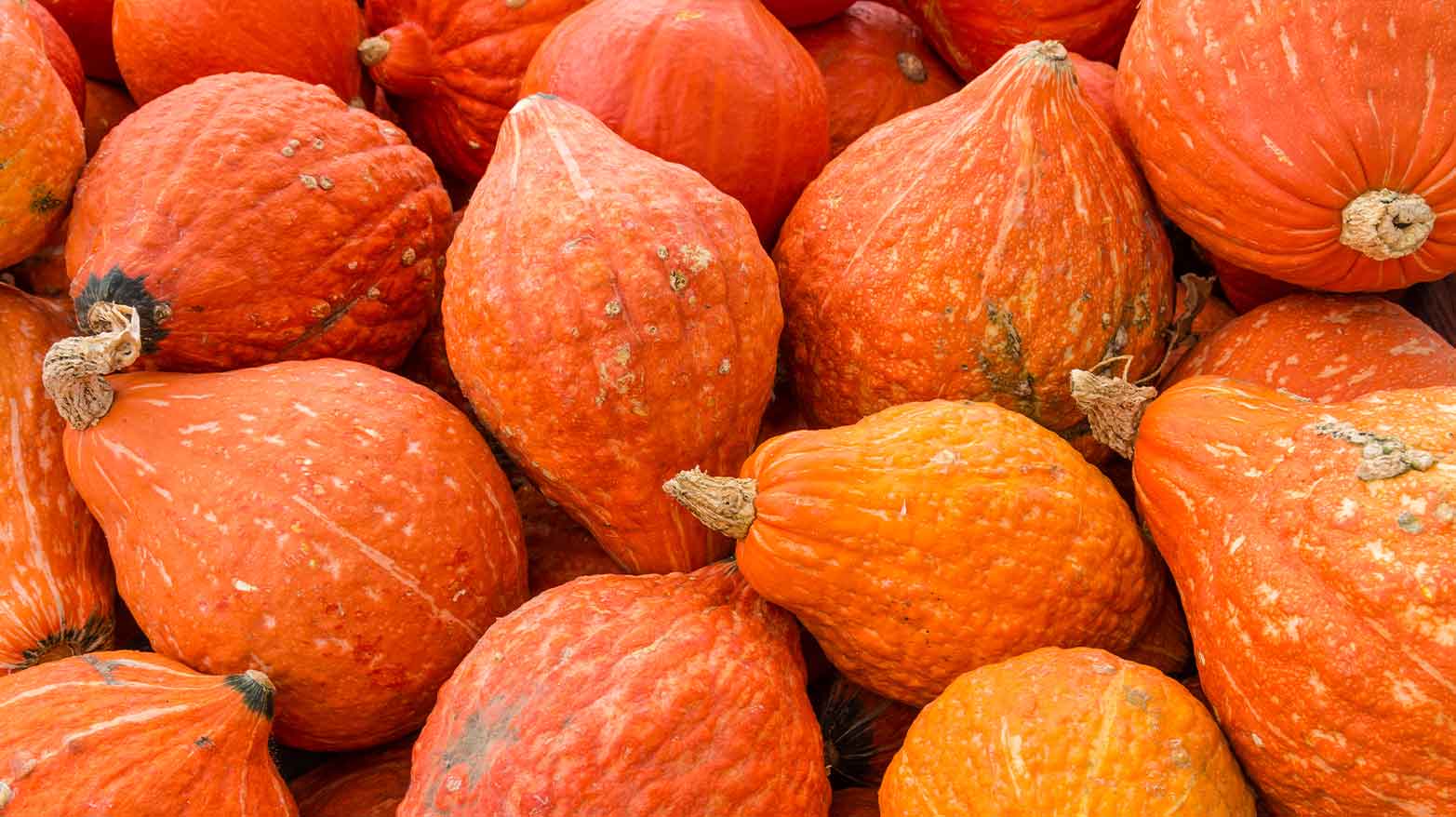 A pile of hubbard squash