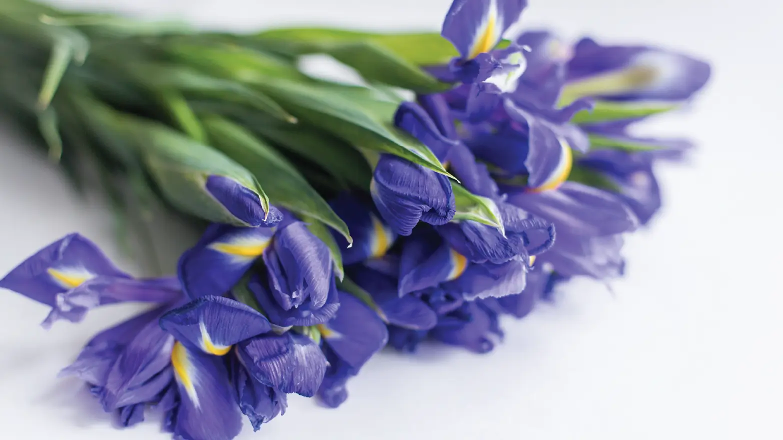 A bouquet of deep blue irises, a traditional sympathy flower symbolizing faith, hope, and wisdom in times of loss.