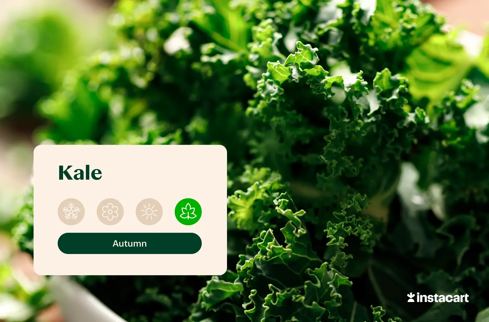 Curly leaves of kale.