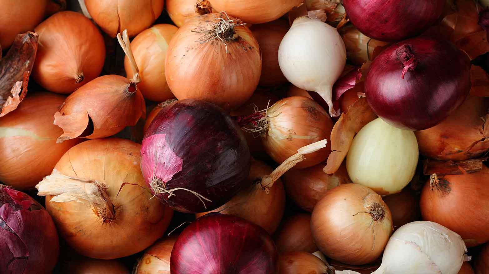 Onions were worshipped in ancient Egypt