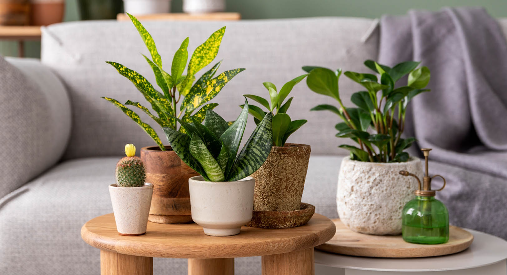 A photo of several plants on small tables in front of a grey couch in a bright living room.