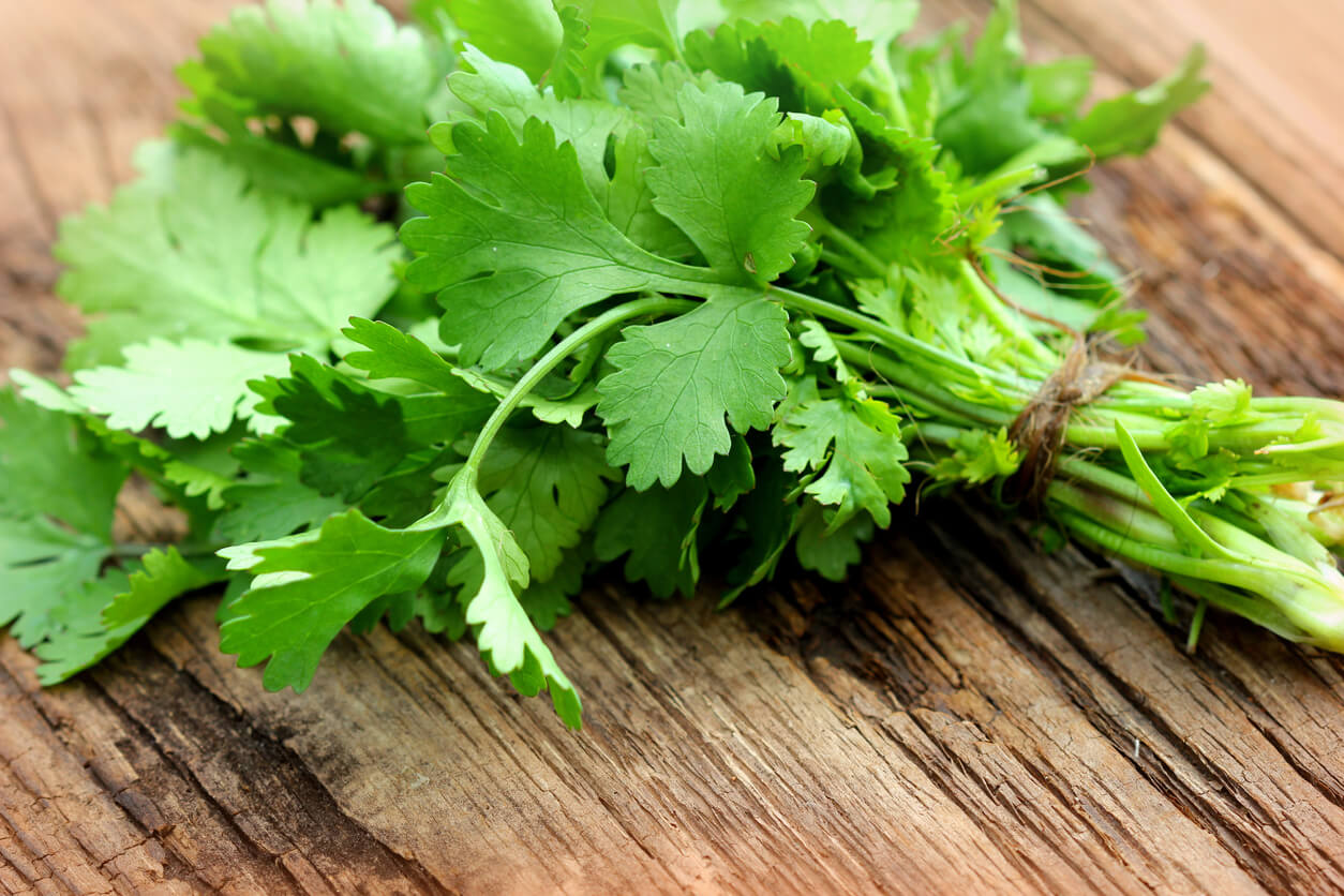 Bunch of fresh coriander on a wooden table.