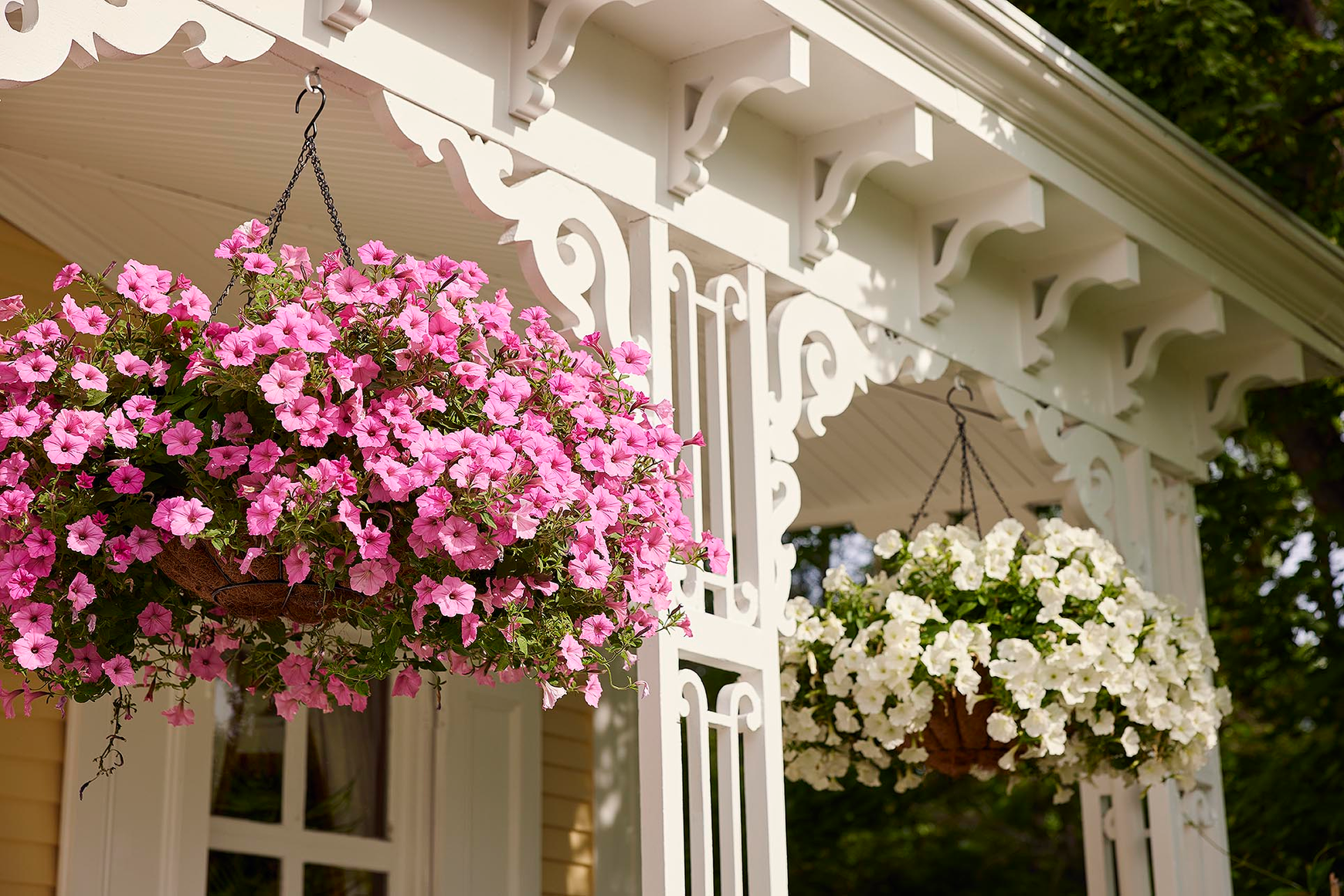 Hanging baskets overflowing with pink and white petunias