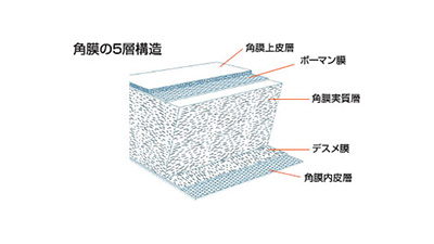 角膜の構造