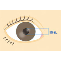 明るい場所での瞳孔の大きさ