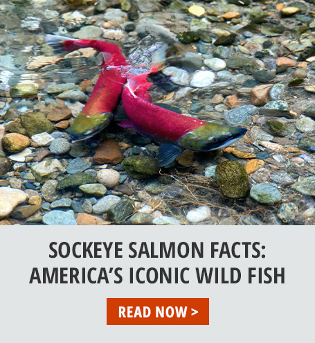 Sockeye Salmon Facts