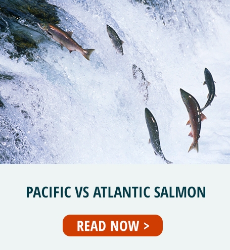READ NOW >