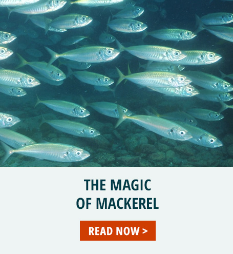 The Magic of Mackerel