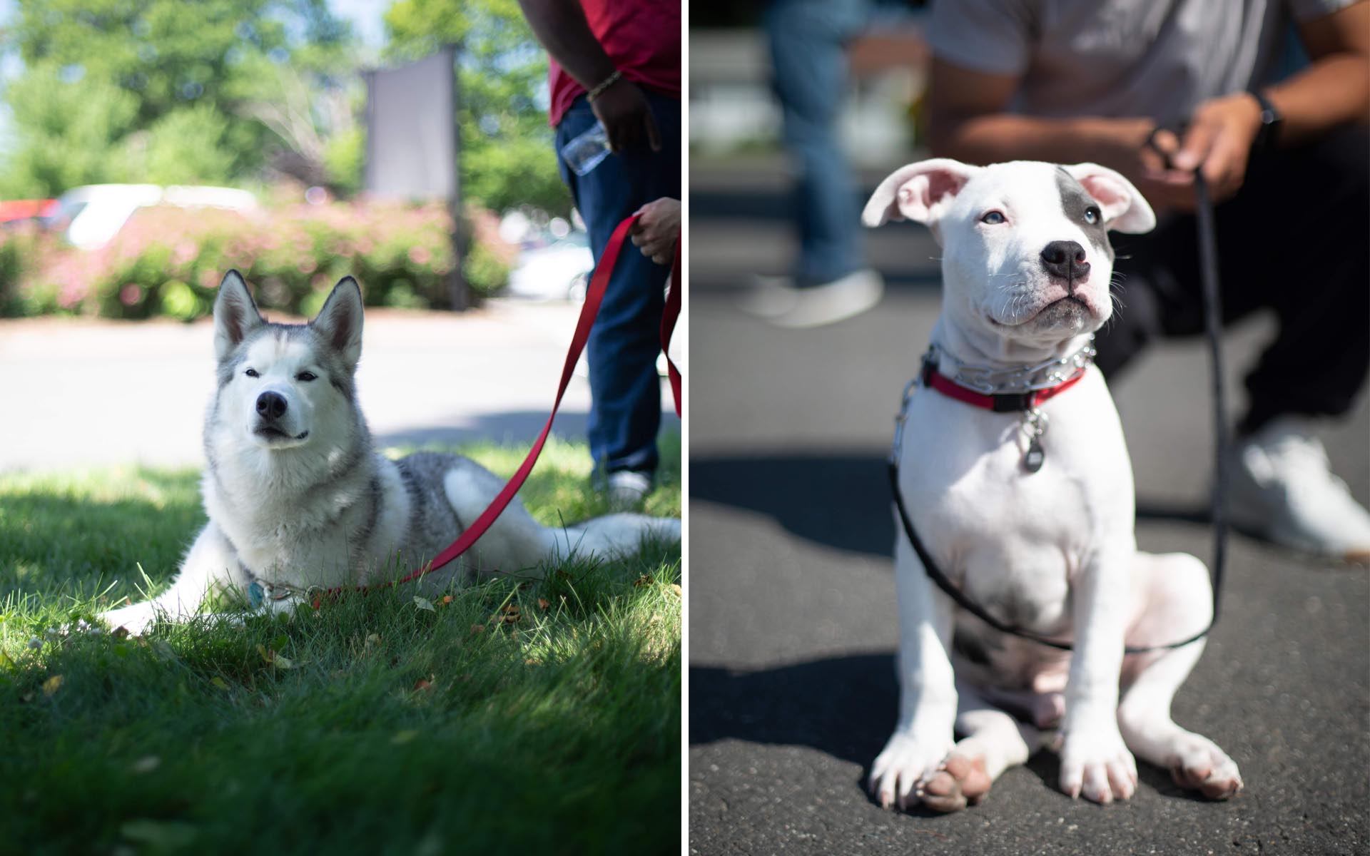 FCP Euro Cars and Coffee Dogs