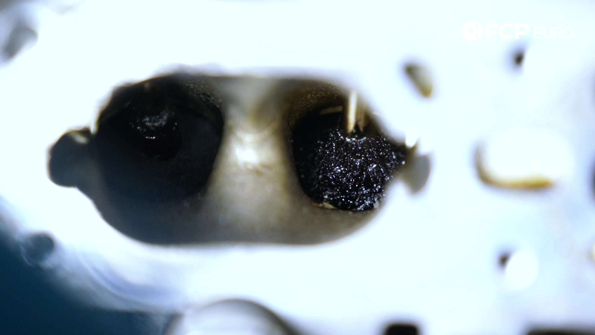 09-vw-mk7-gti-closed-dirty-valves