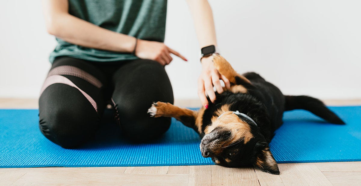 Dog laying on its back during training with its owner