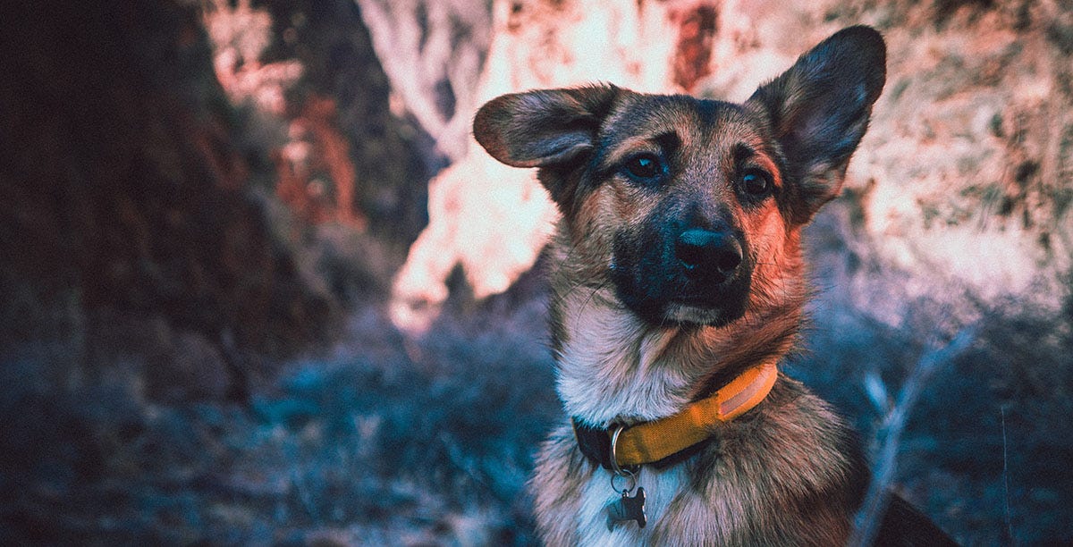 German shepherd listening to the commands of its owner