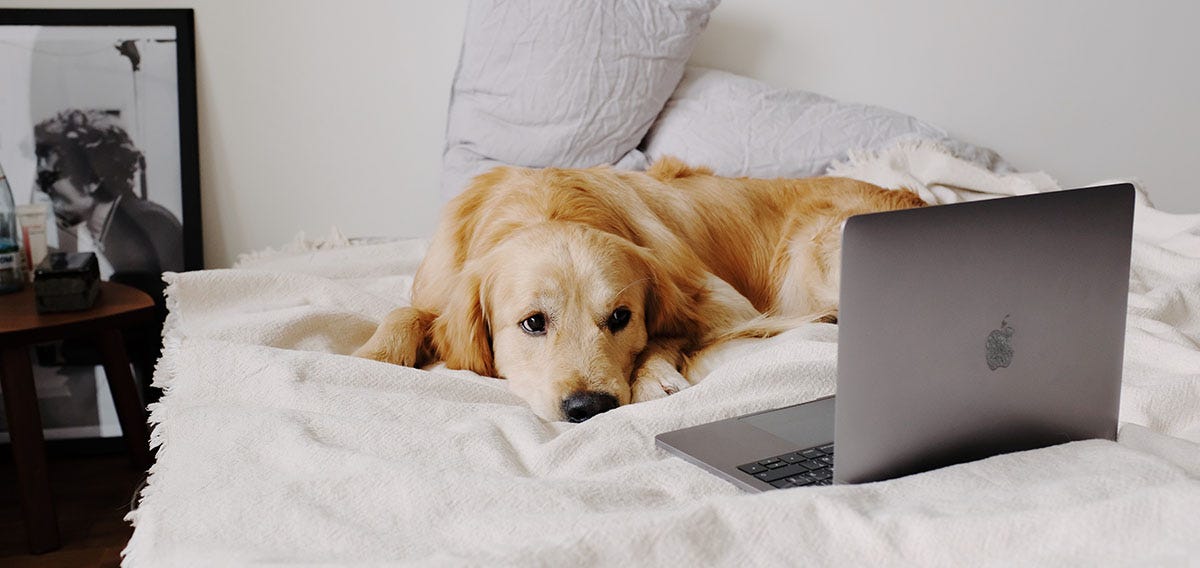 Dog laying comfortably in bed looking at a laptop