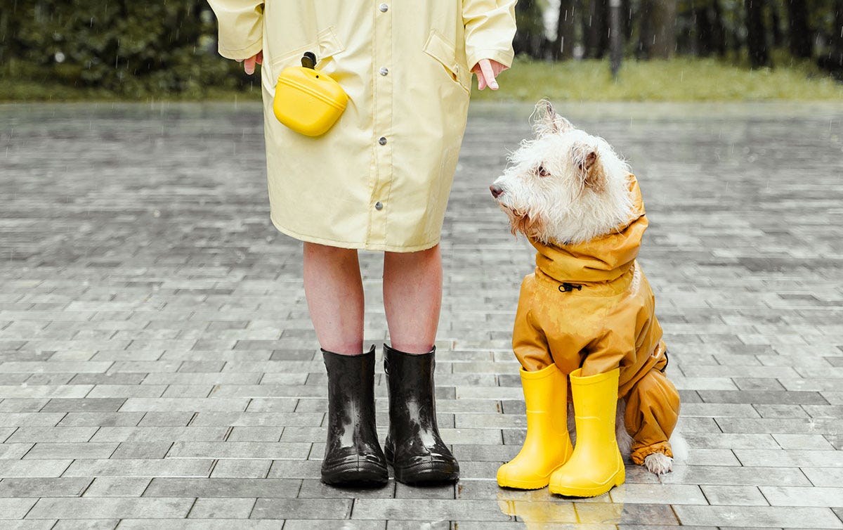 Dog in boots and a raincoat standing still next to its owner