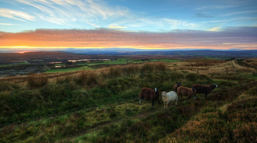 Schafe stehen in der Dämmerung auf einer Weide in Irland.