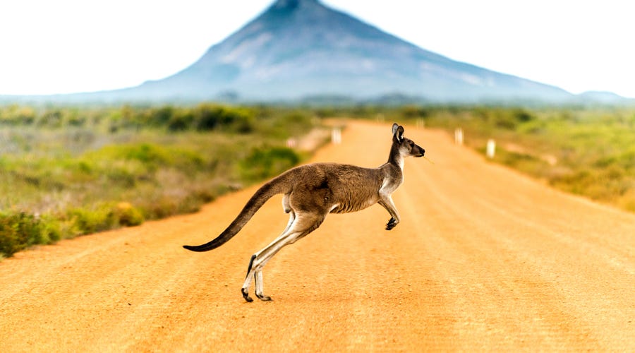 Känguru springt über Straße