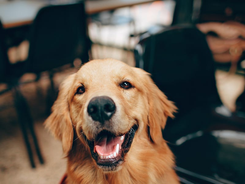 A dog looking to you.