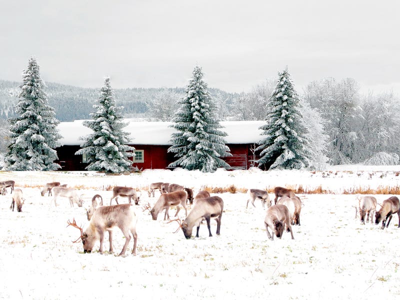Elche stehen auf einer schneebedeckten Wiese