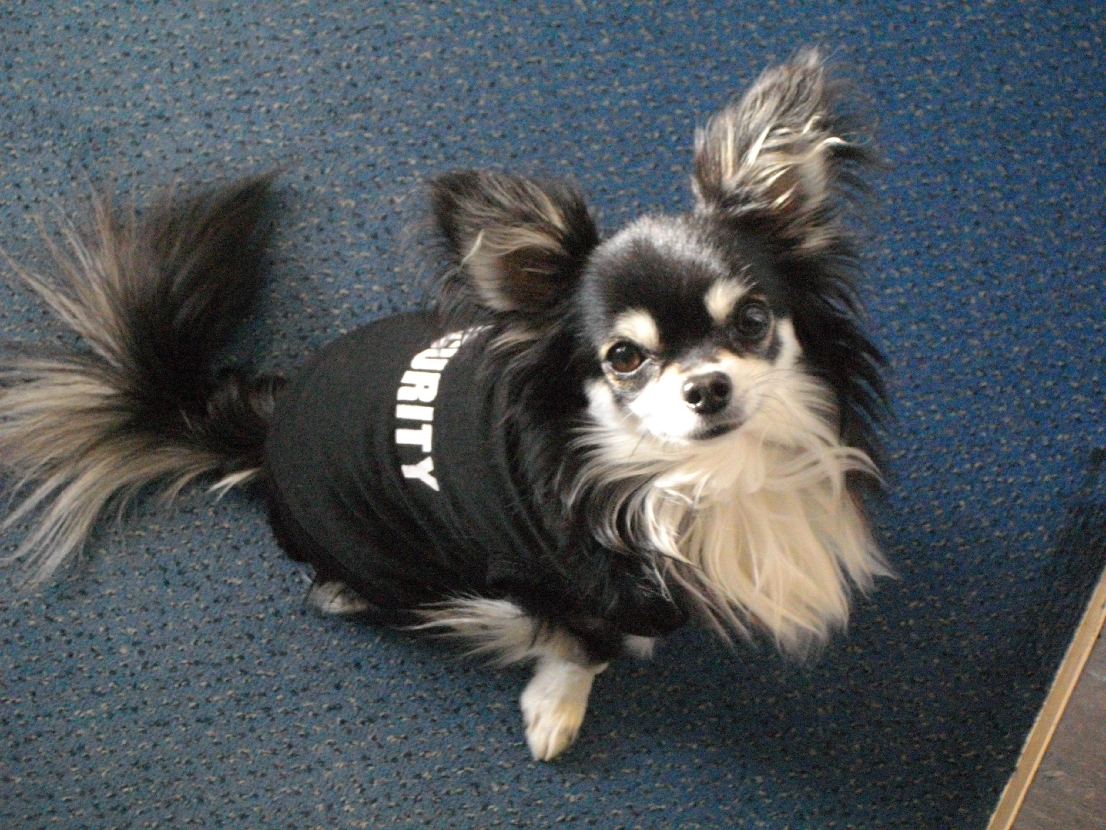 Securityhund Muffin im Einsatz in der Sprachschule