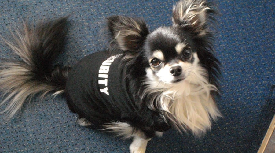 Securityhund Muffin im Einsatz in der Sprachschule