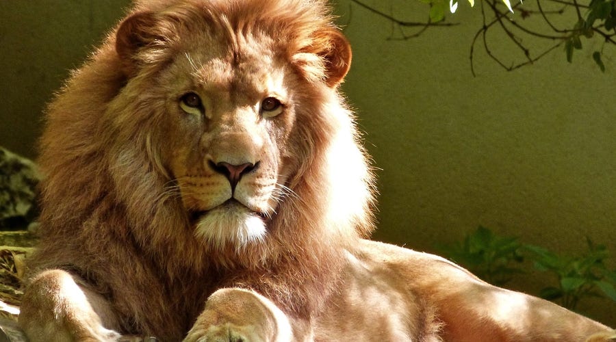 A lion.
