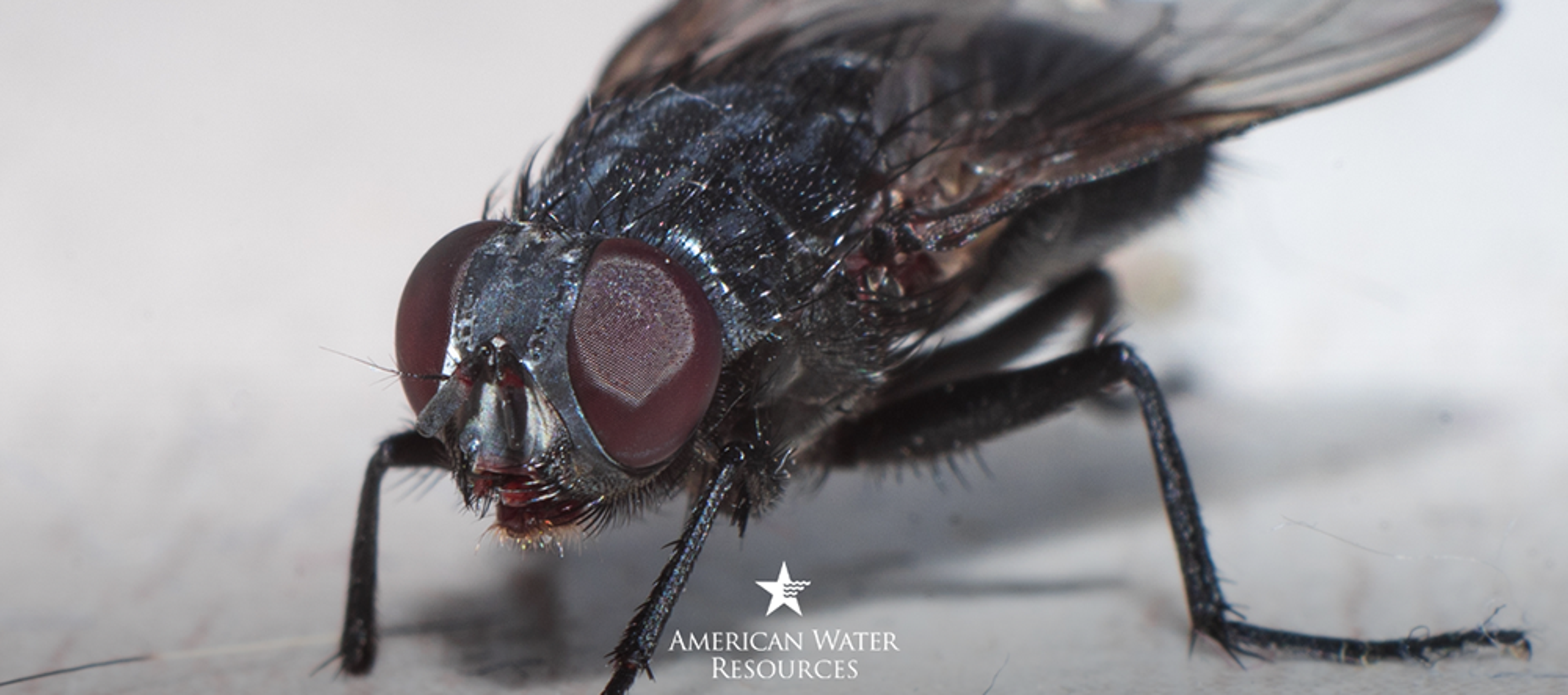 fly