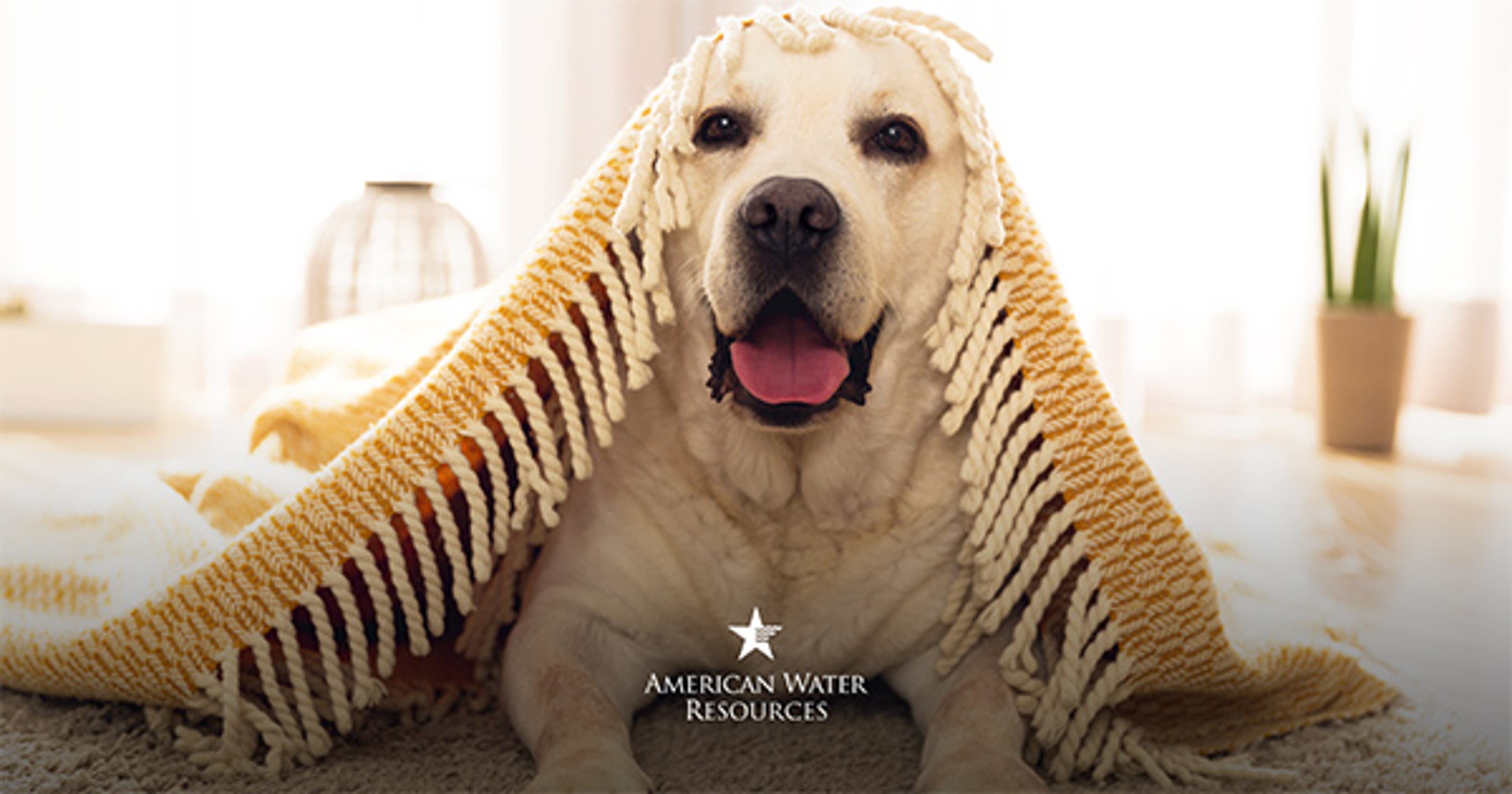 yellow lab with blanket