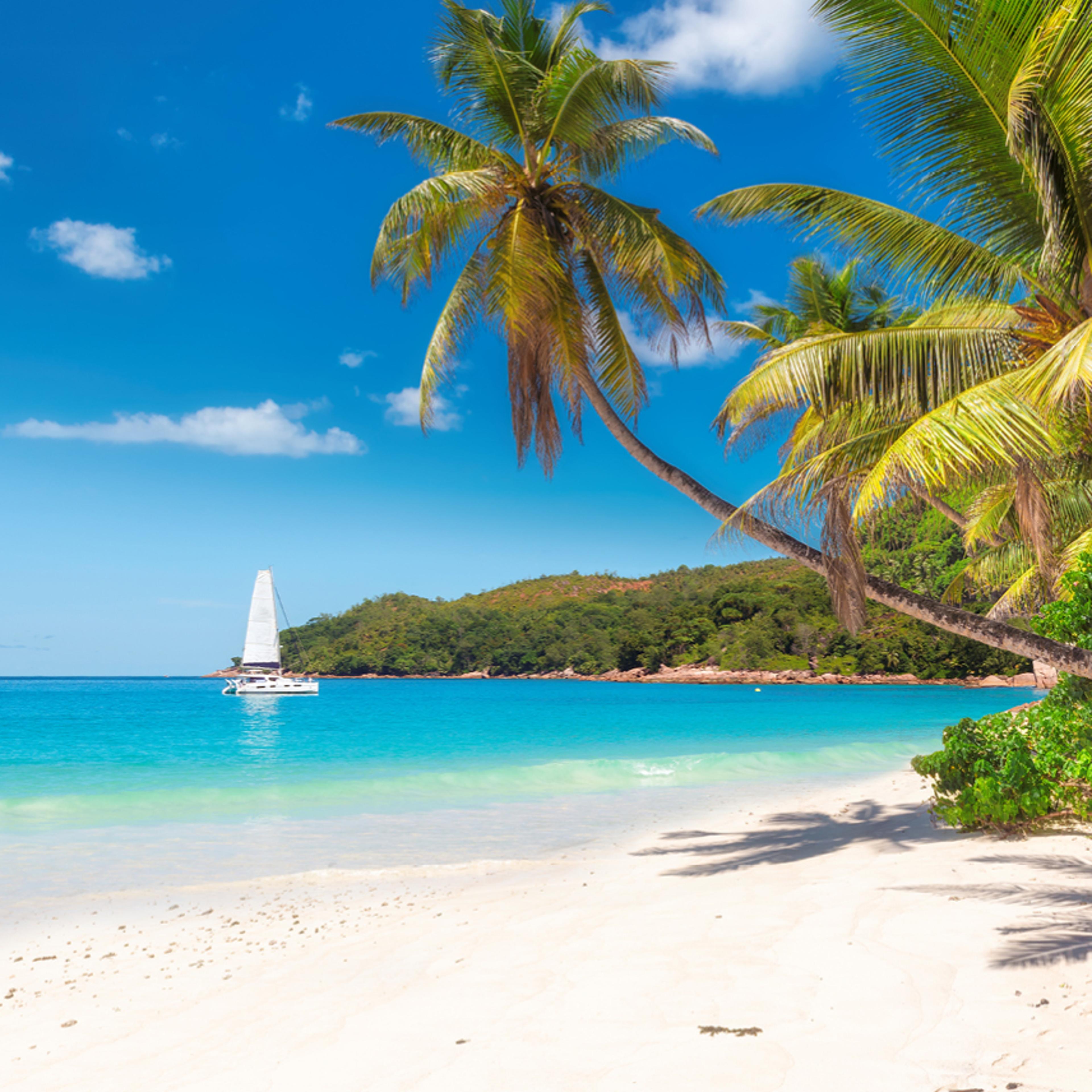 Jamaica: Beach and Palm Trees