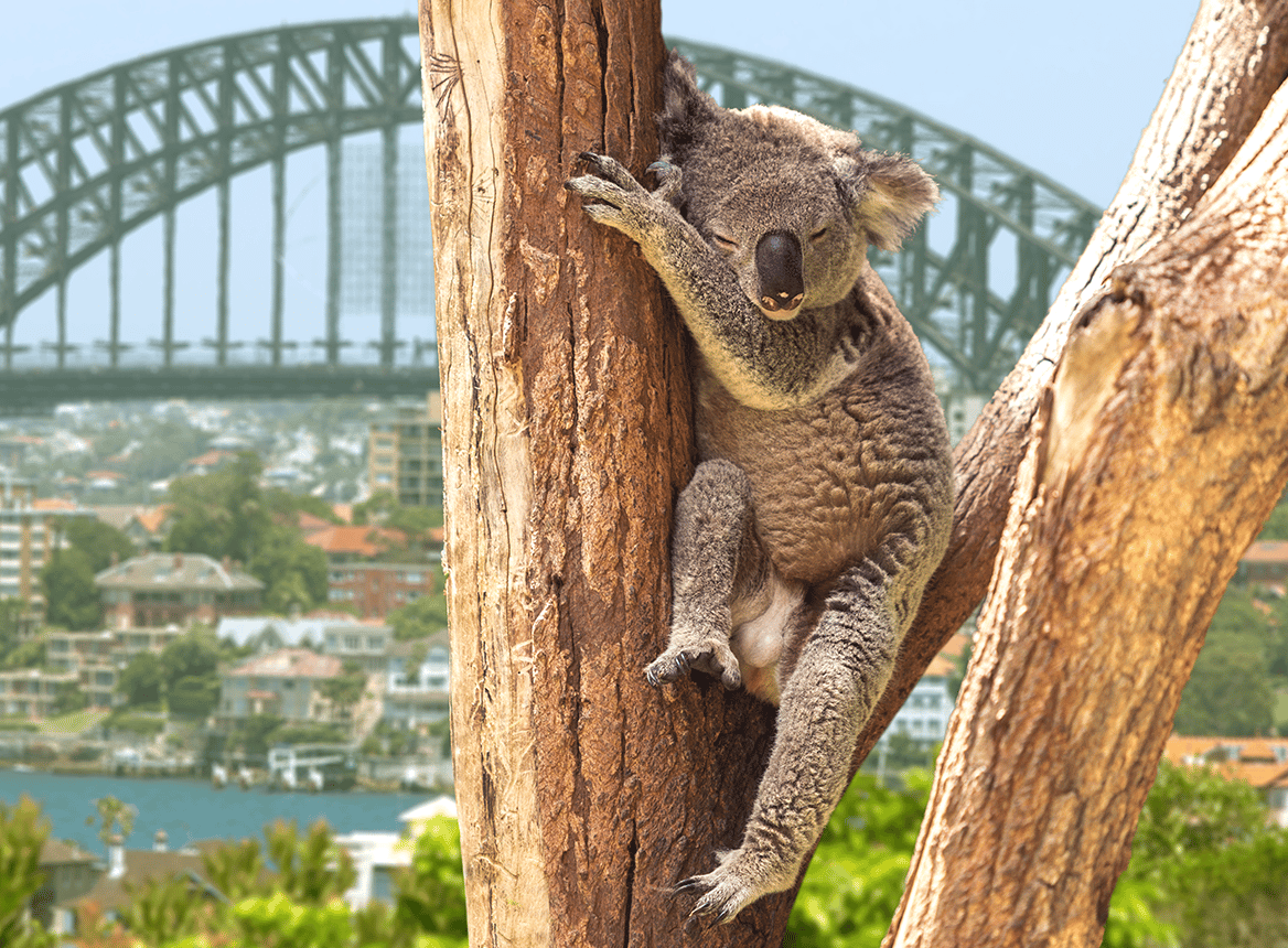 Sydney, Snoozing Koala