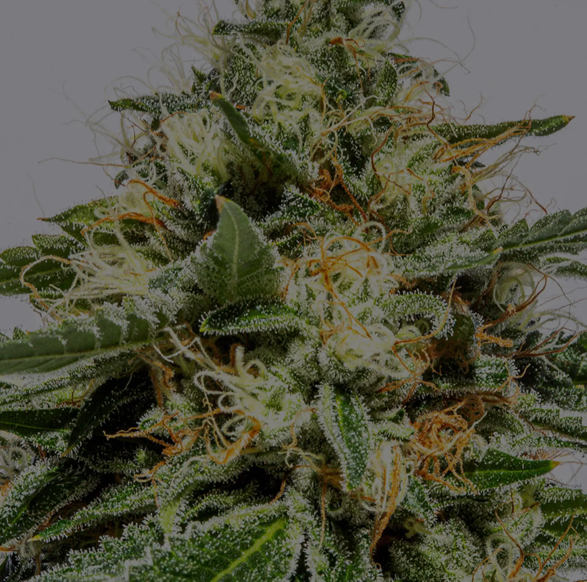 Most Potent Weed Strains 2022: Highest THC Strains