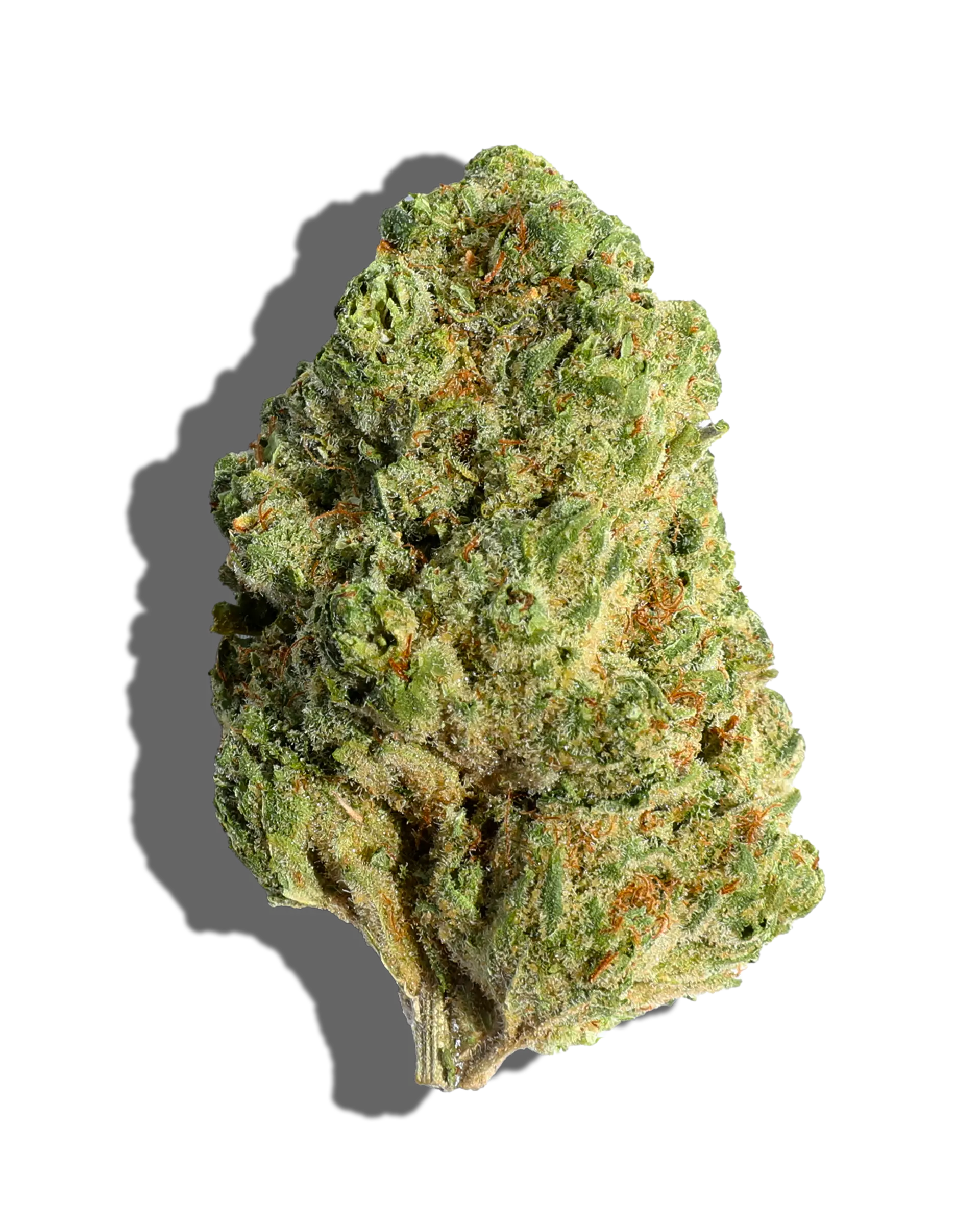 Headband Larry 1oz
