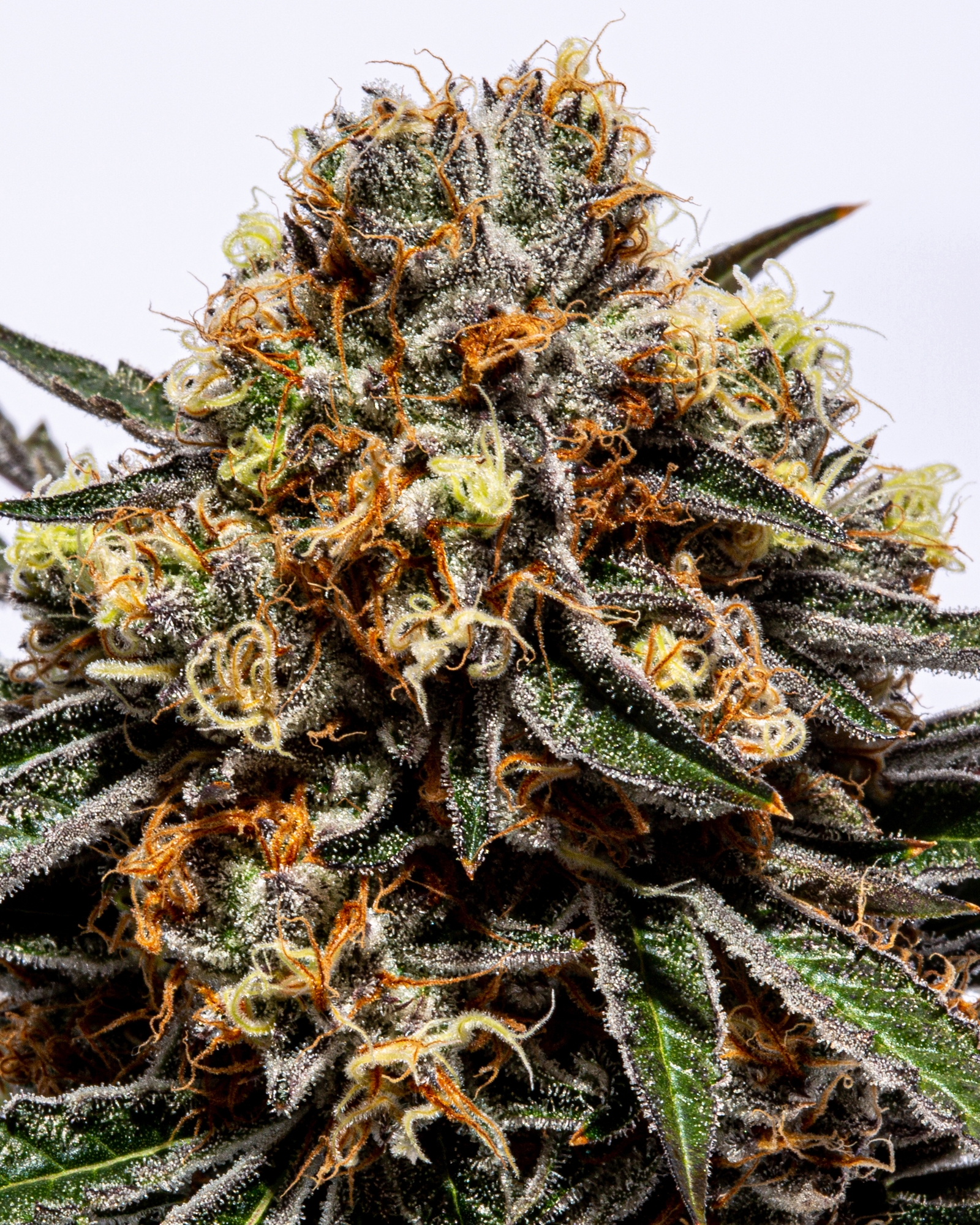 Uncle Bruce 3.5g, 3 of 4