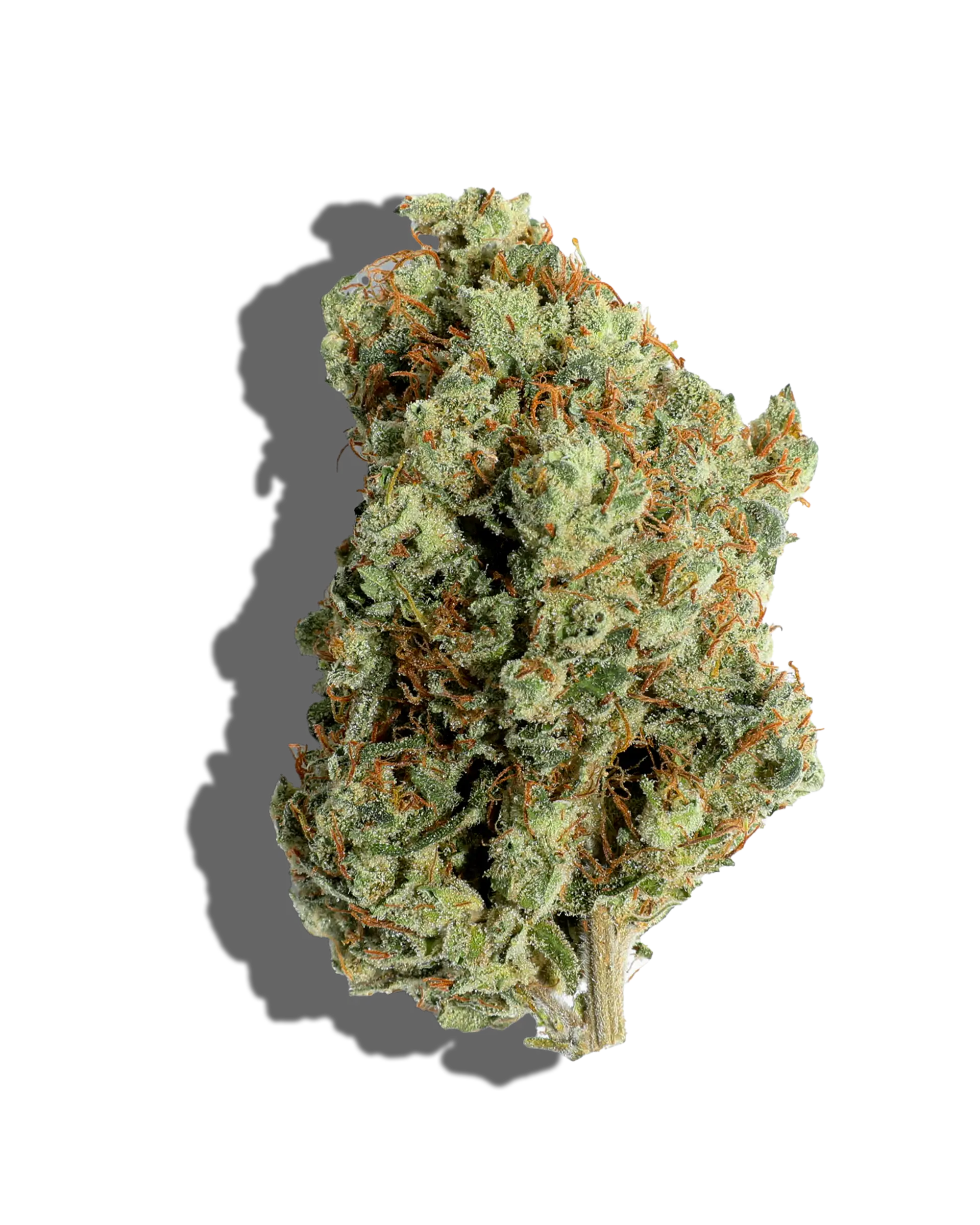 White Cheese Flower