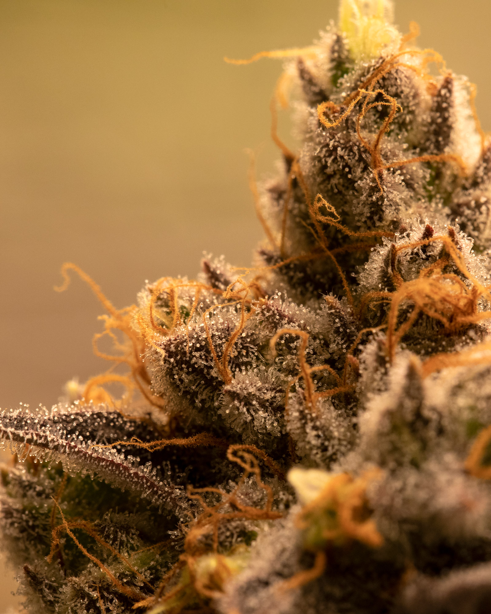 Cherry Jerry 3.5g, 3 of 4