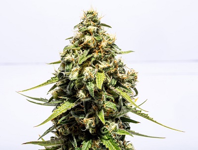 jenny kush cannabis plant