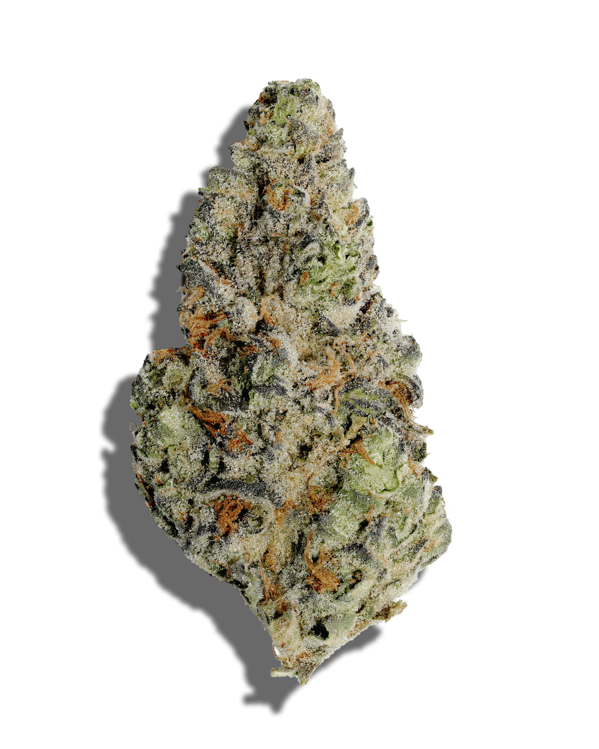 Midnight Biscotti 3.5g