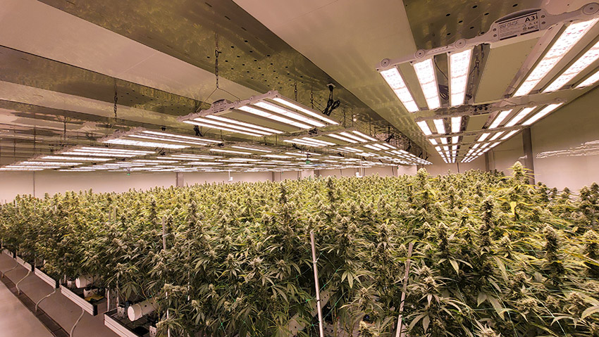 cannabis cultivation flower room