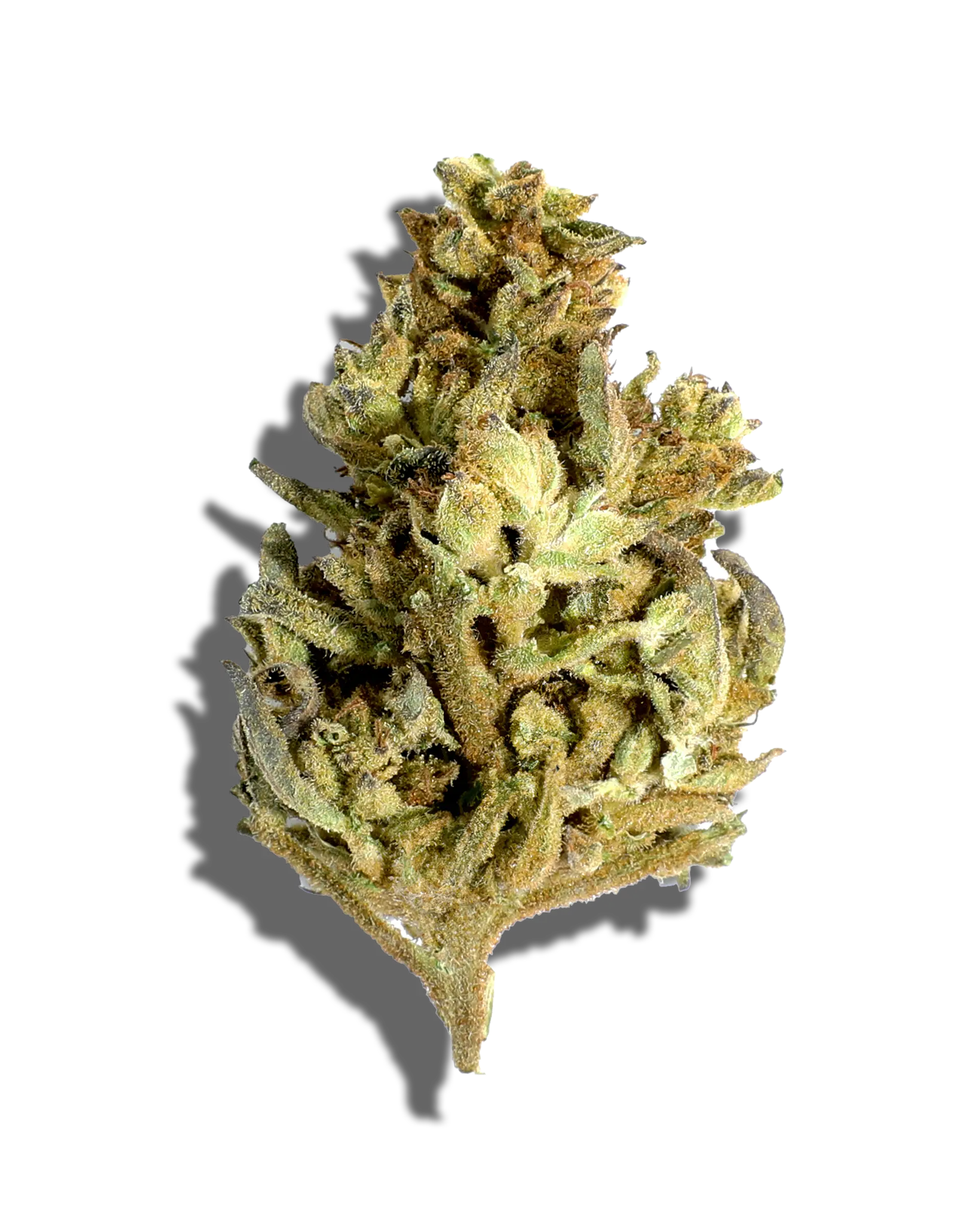 Sungrown Peanut Butter Gelato 1oz