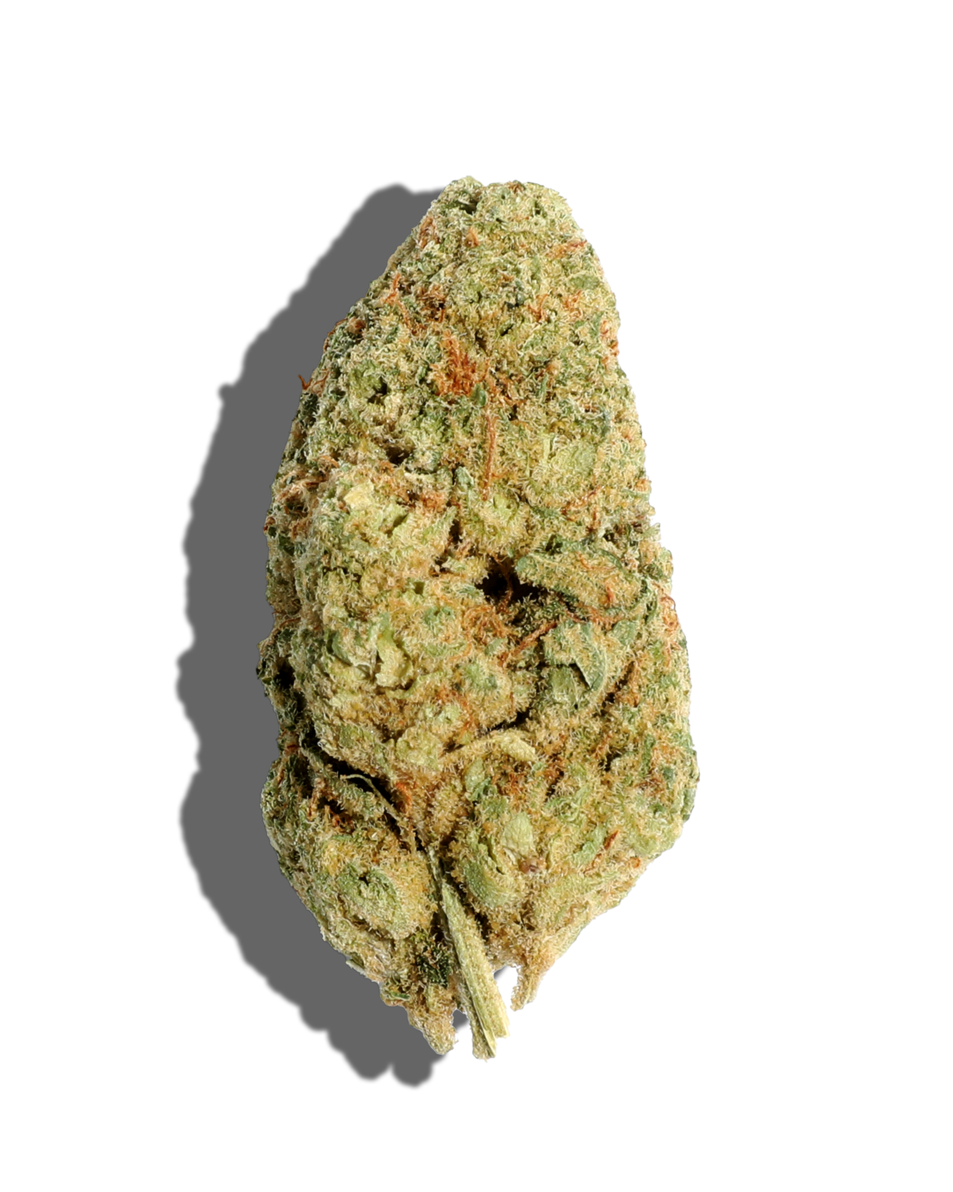 Papaya Bx Flower