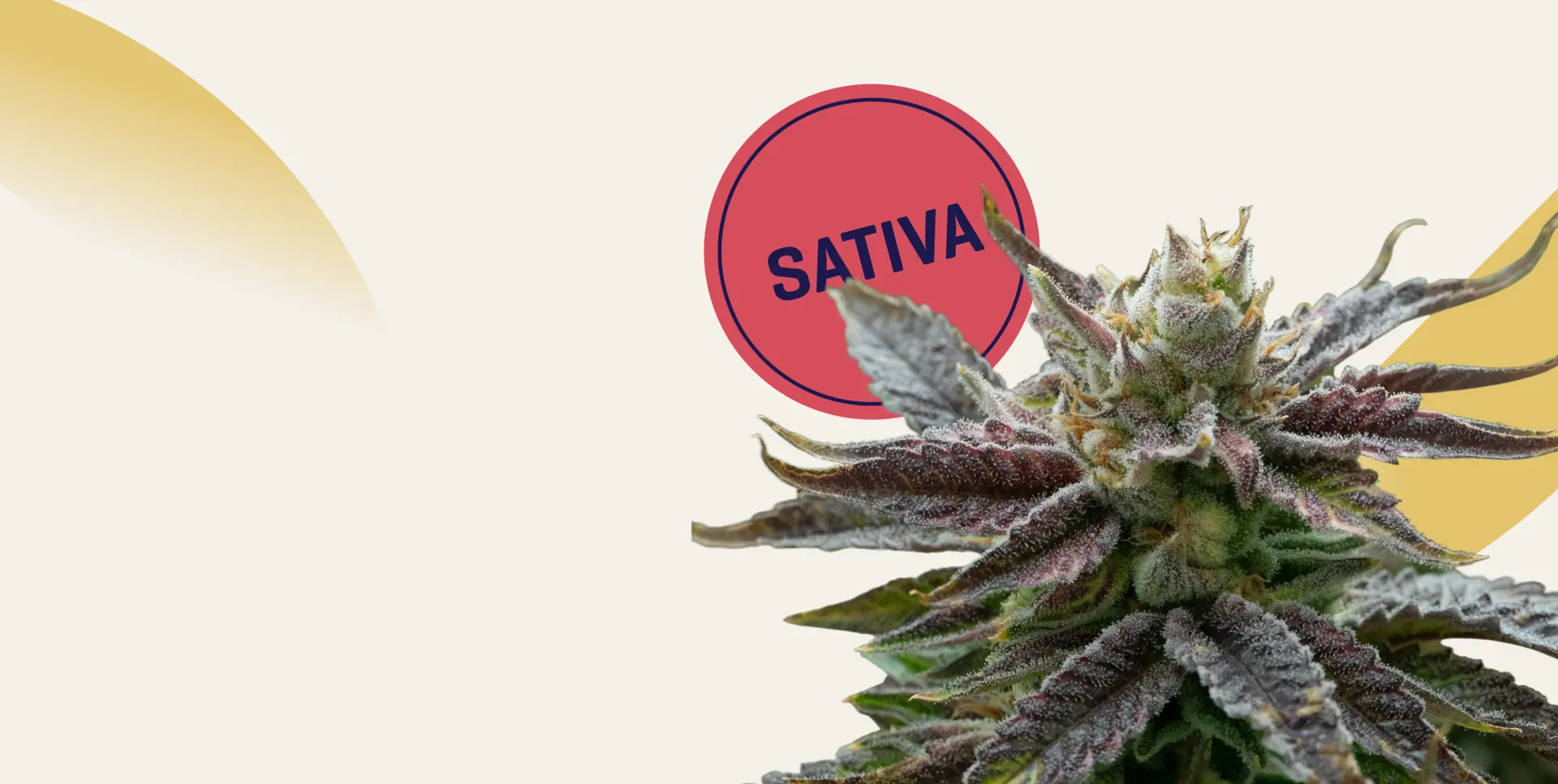 6-17-slimHeroMobile_sativa.png