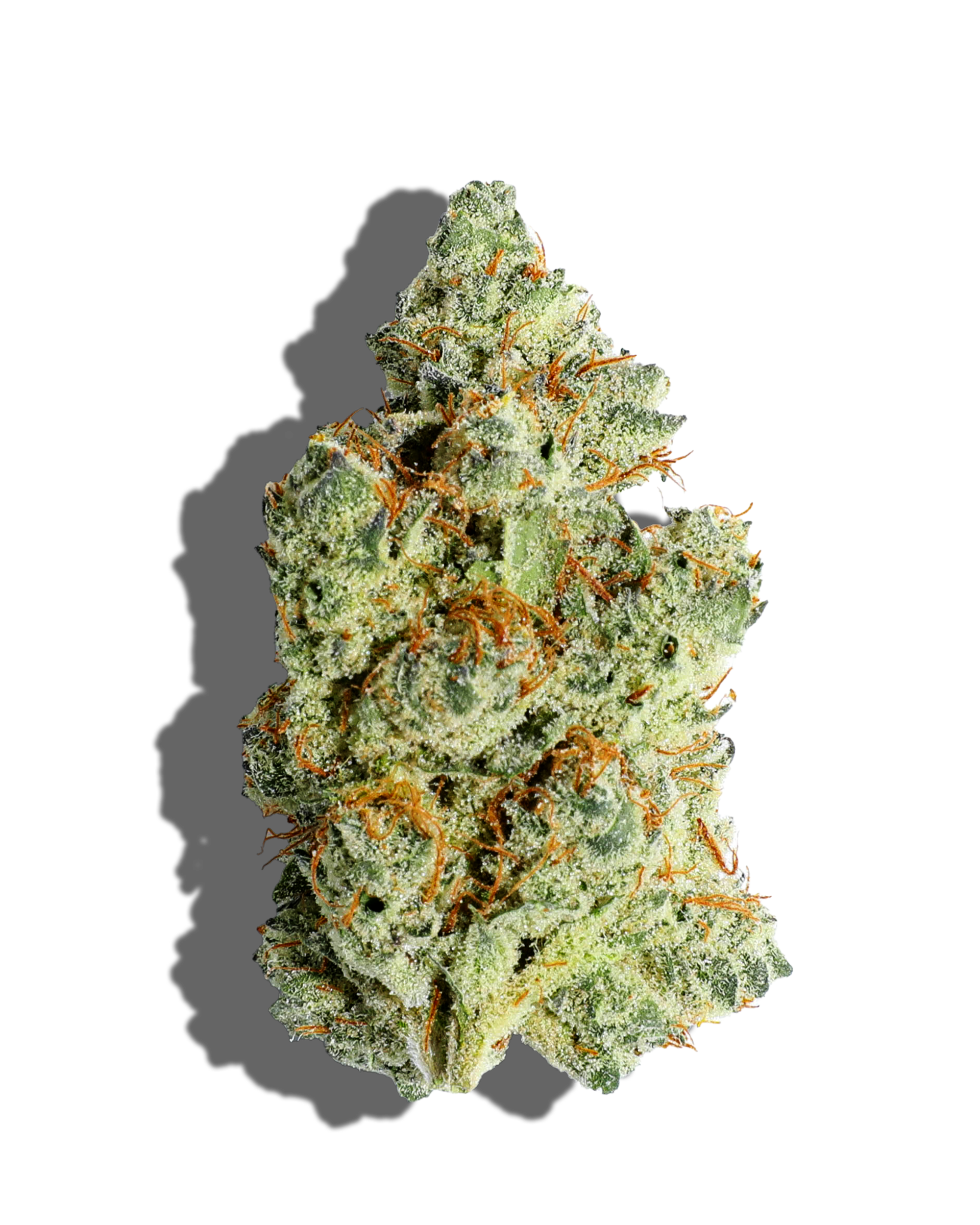 The Foxy Lady Flower