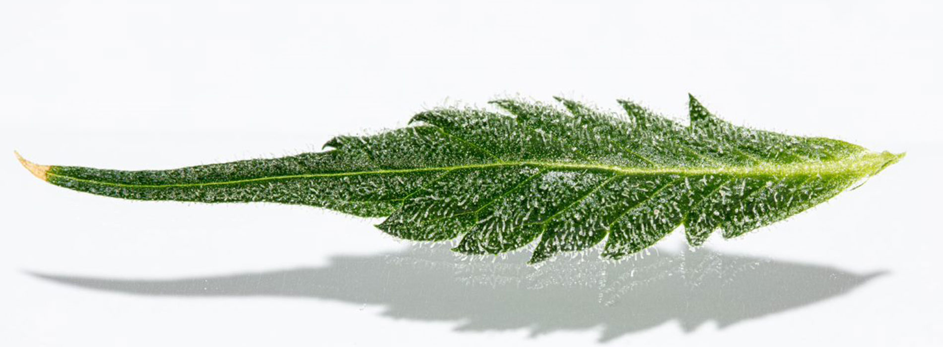 macro photo of cannabis leaf