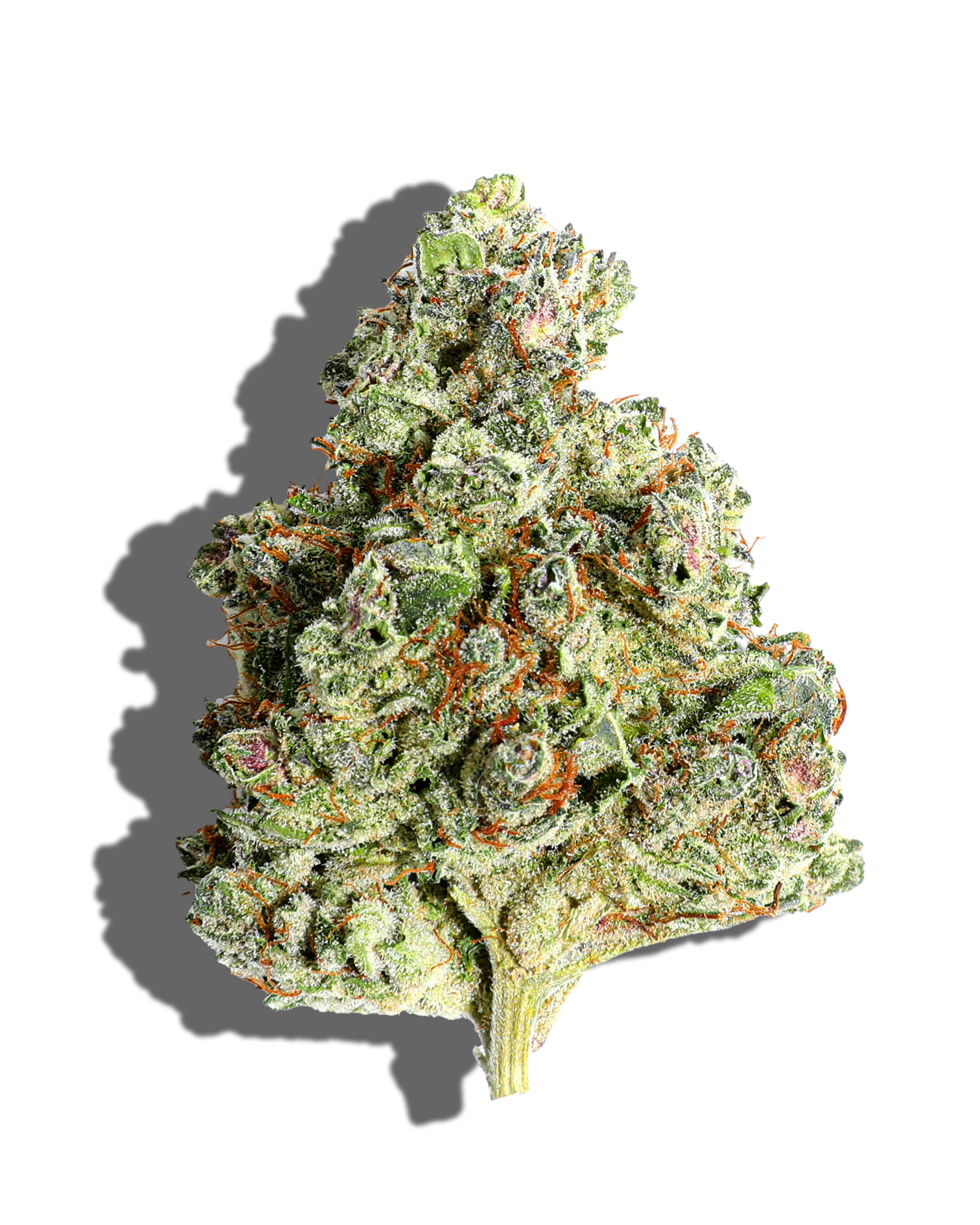 MWSS Flower