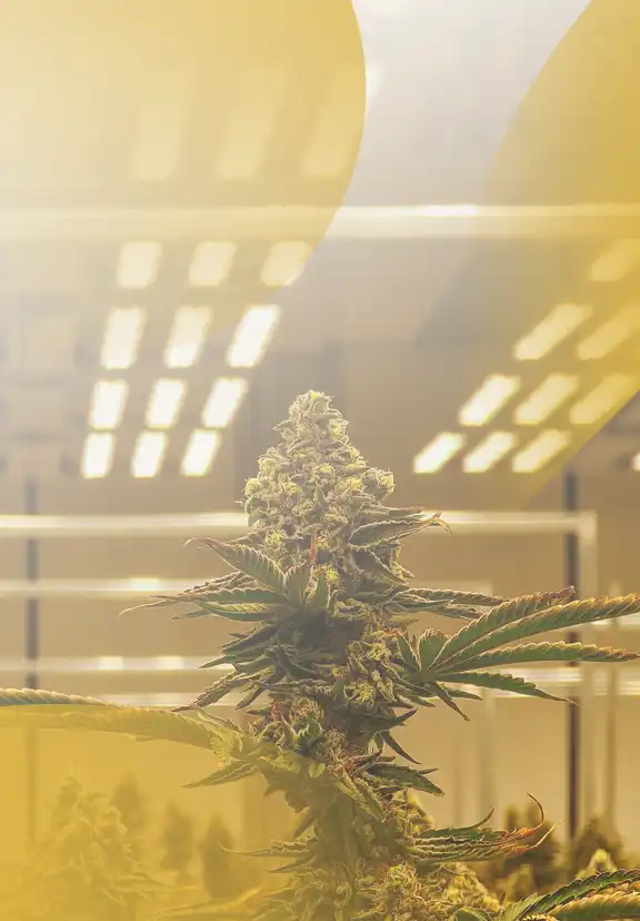 $75 Featured Lume Oz's