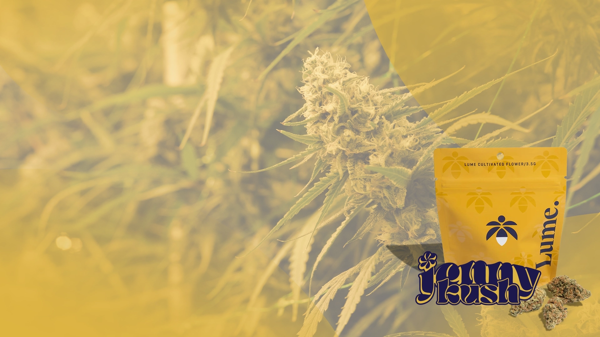 Jenny Kush 
Flower Sale