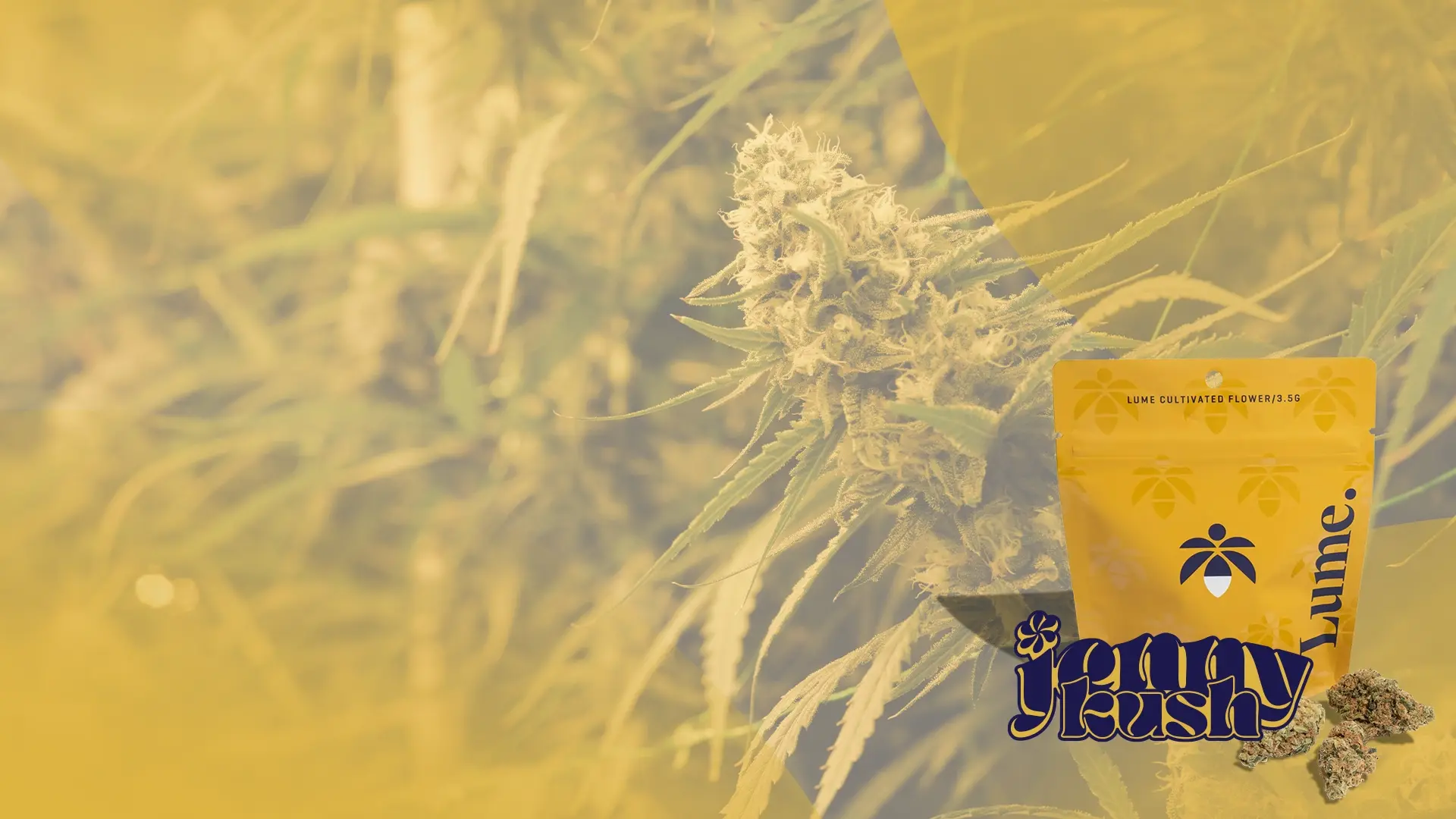 Jenny Kush
Flower Sale