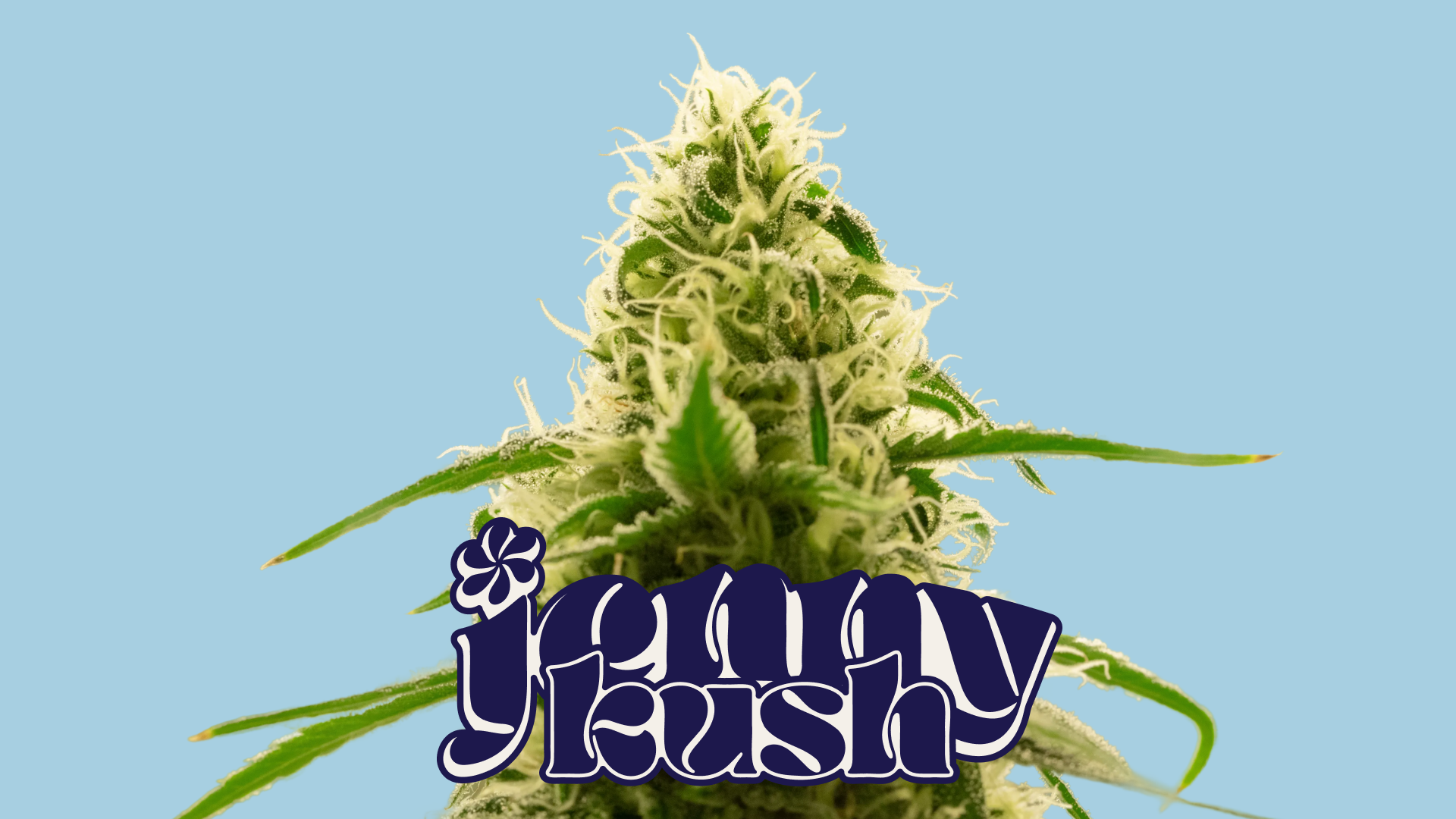 Jenny Kush Limited Time Deals!