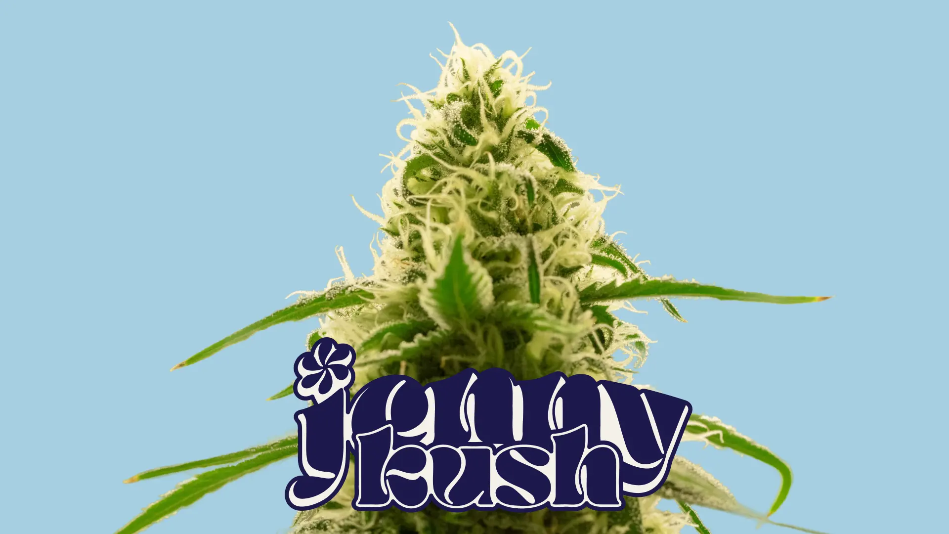 Jenny Kush Limited Time Deals!